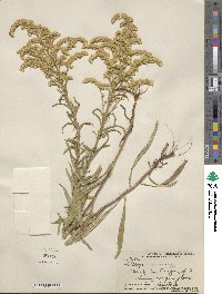 Solidago missouriensis image