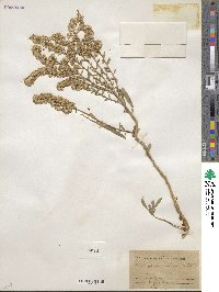 Solidago missouriensis image