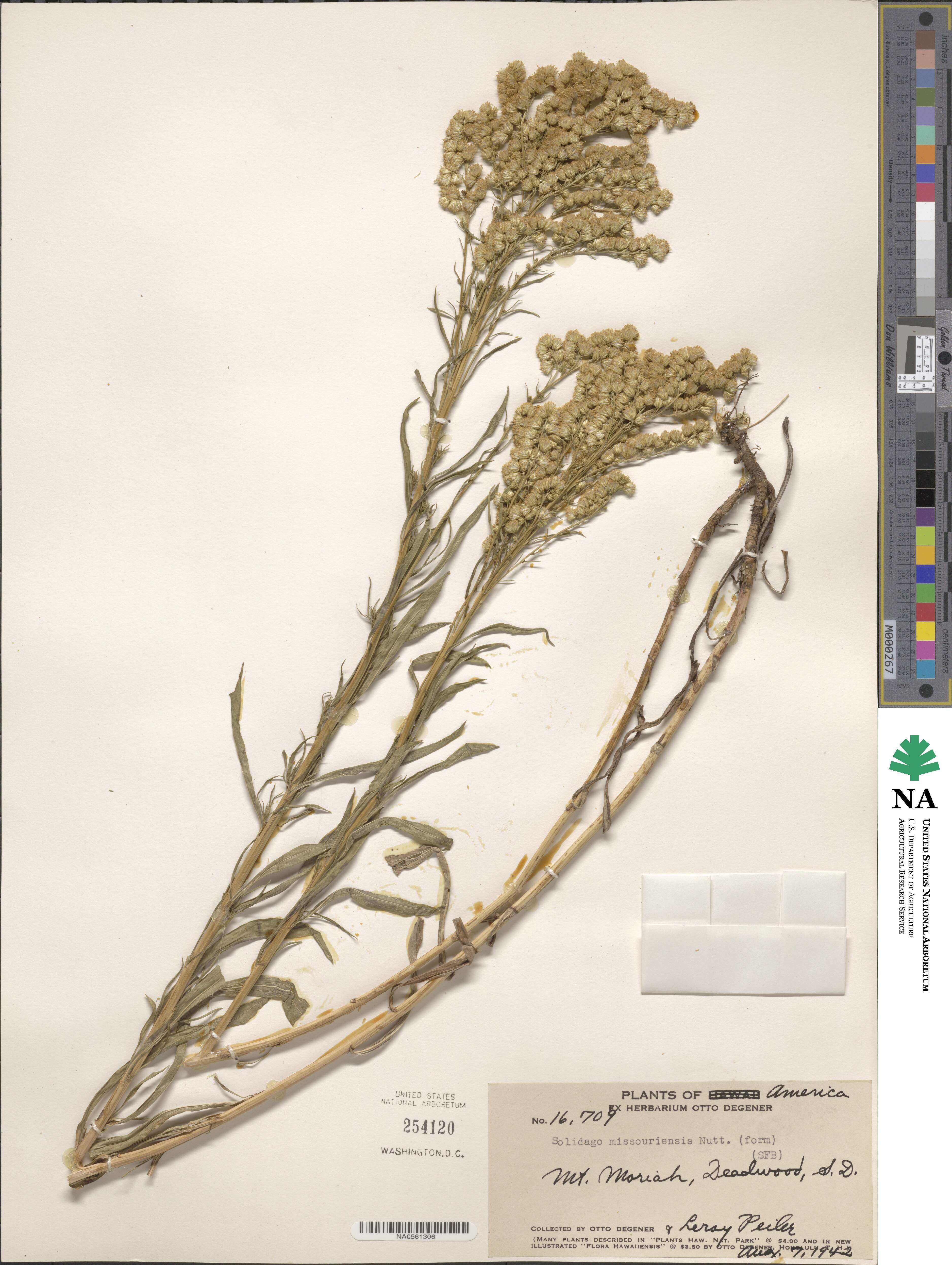 Solidago missouriensis image