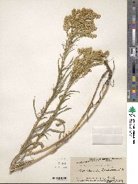 Solidago missouriensis image