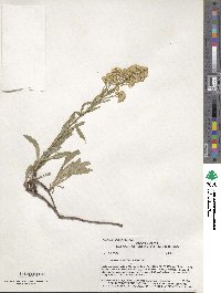 Solidago missouriensis image