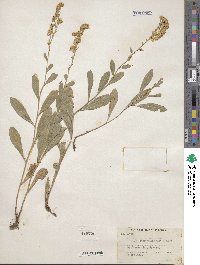 Solidago missouriensis image