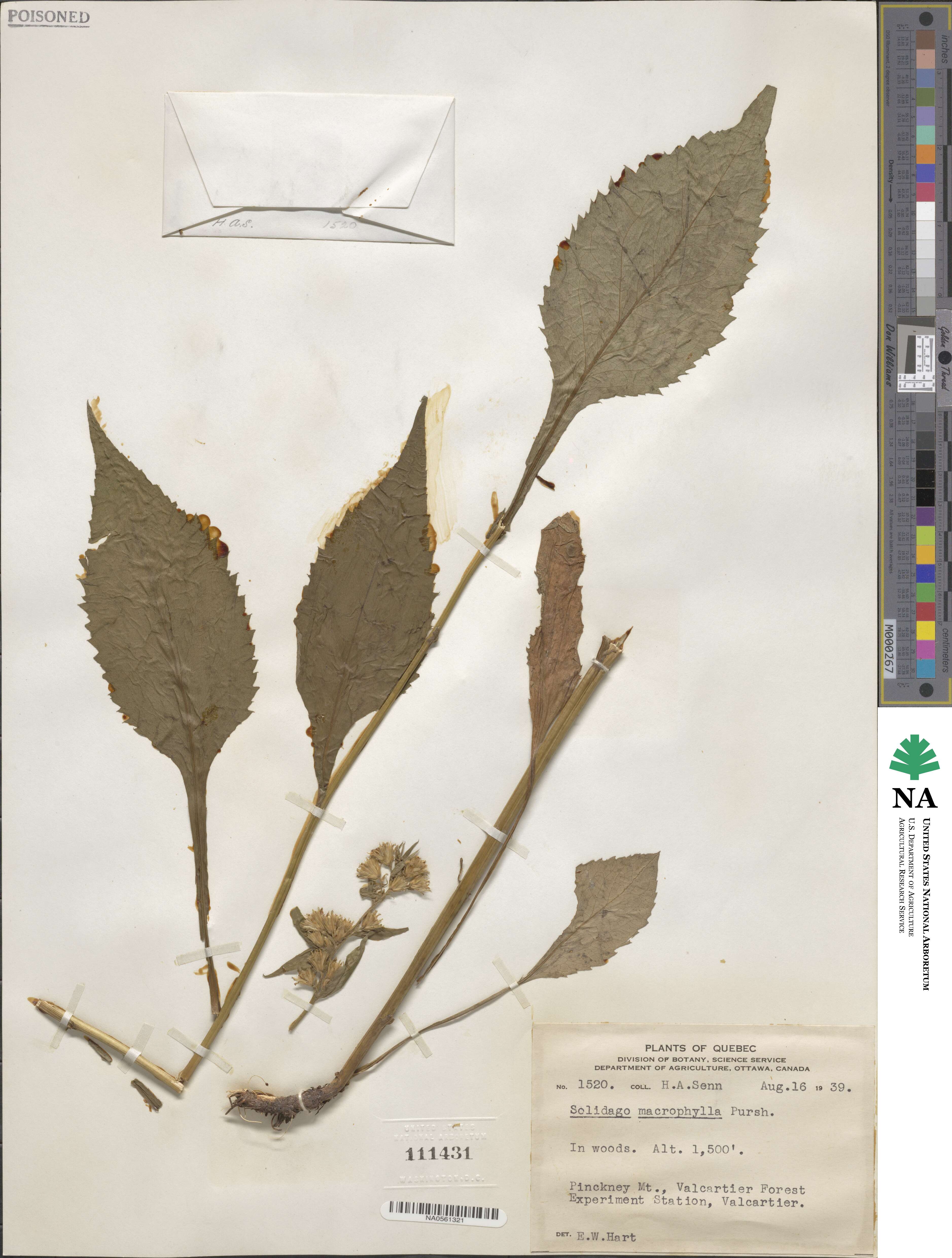 Solidago macrophylla image
