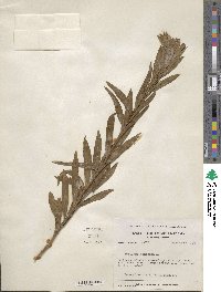 Solidago mexicana image