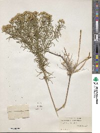 Euthamia caroliniana image