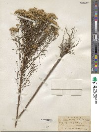 Euthamia caroliniana image