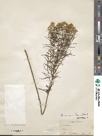 Euthamia caroliniana image