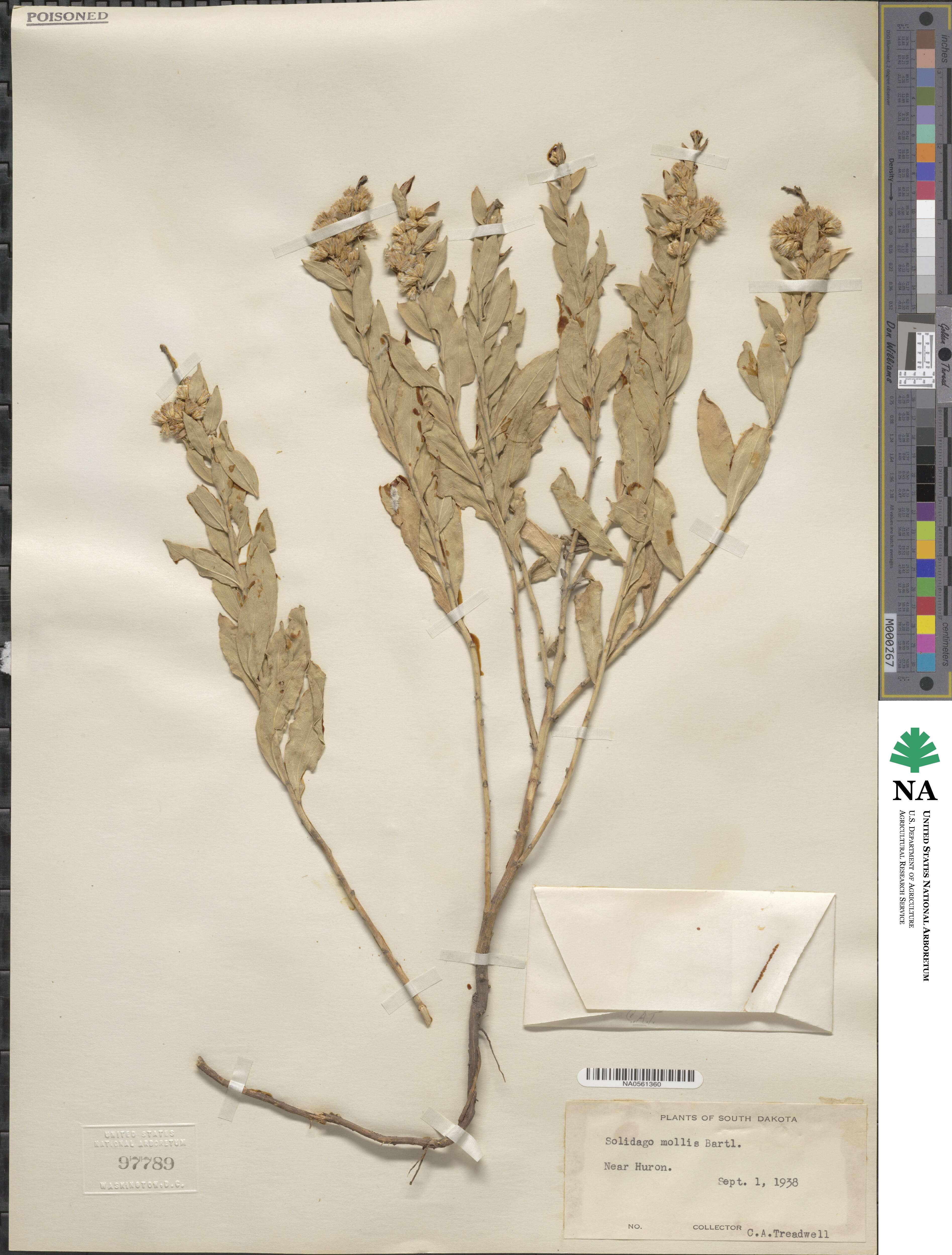 Solidago mollis image