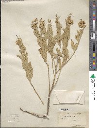 Solidago mollis image