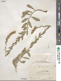 Solidago mollis image