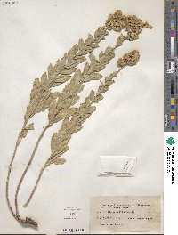 Solidago mollis image