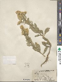 Solidago mollis image