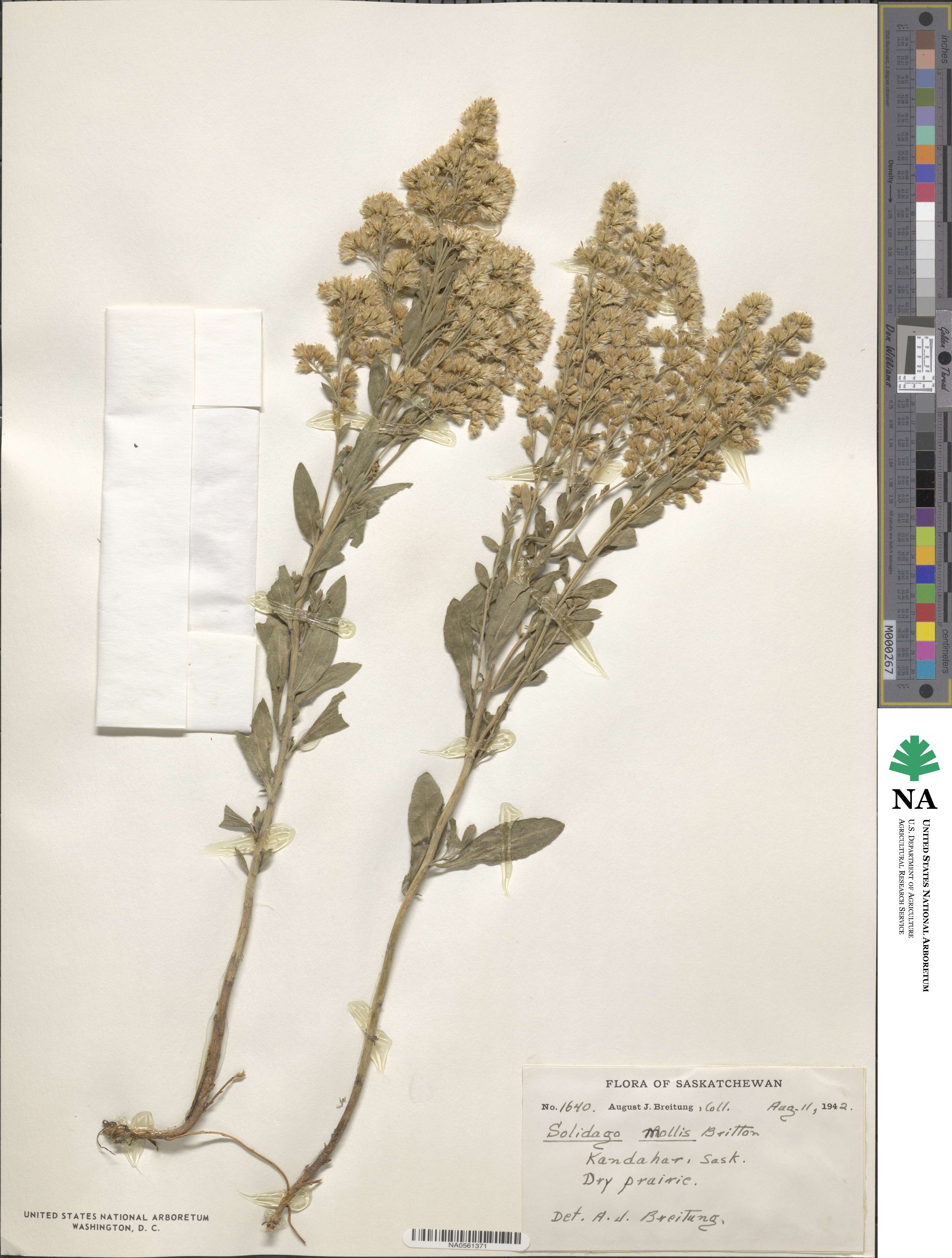 Solidago mollis image