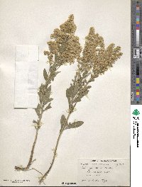 Solidago mollis image