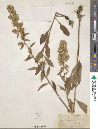 Solidago monticola image