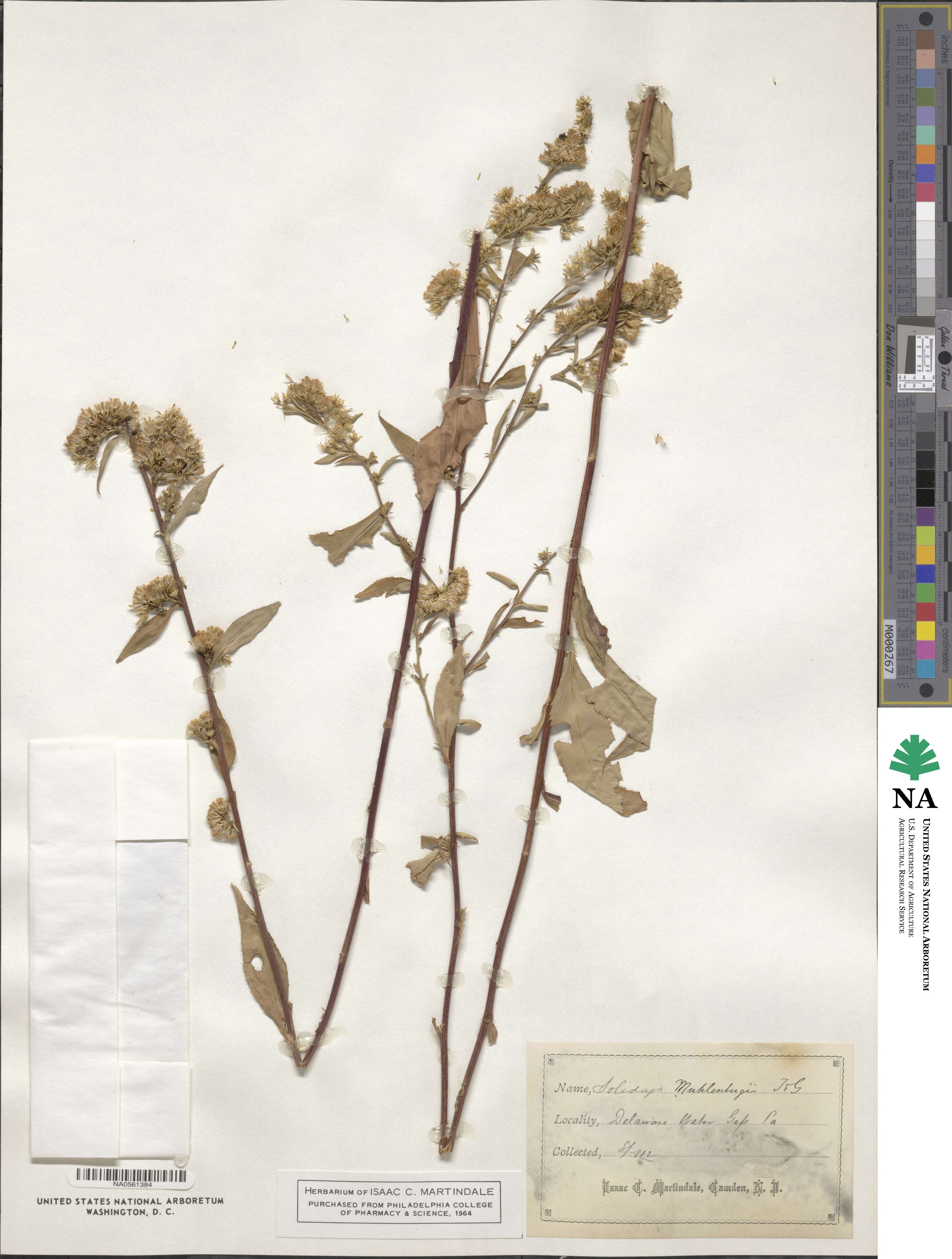 Solidago arguta image