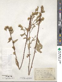 Solidago arguta image