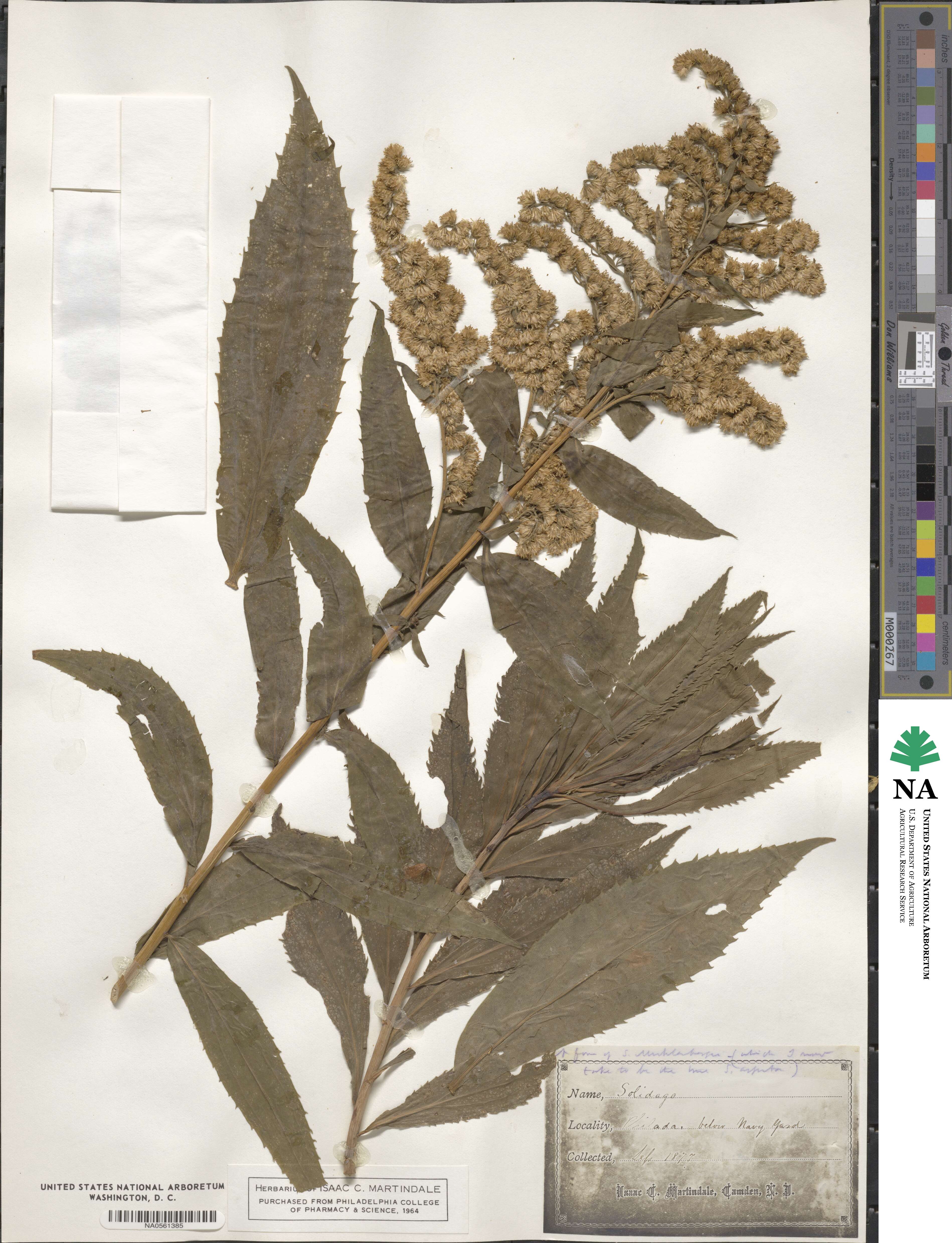 Solidago arguta image