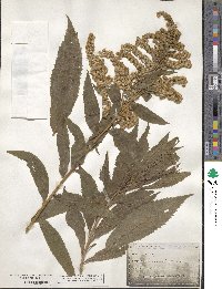 Solidago arguta image