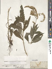 Solidago arguta image