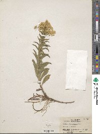 Solidago missouriensis image