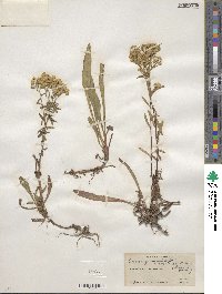 Solidago missouriensis image