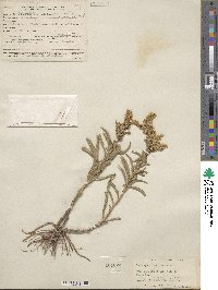 Solidago missouriensis image