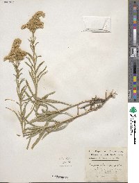 Solidago missouriensis image