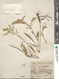 Solidago missouriensis image