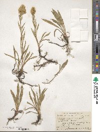 Solidago missouriensis image