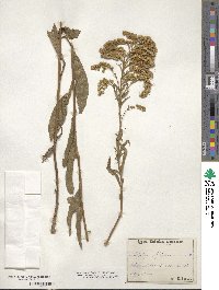 Solidago missouriensis image