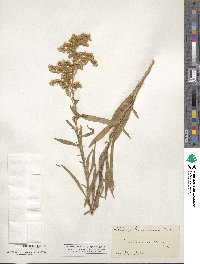 Solidago missouriensis image