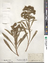 Solidago missouriensis image