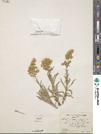 Solidago missouriensis image