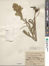 Solidago missouriensis image