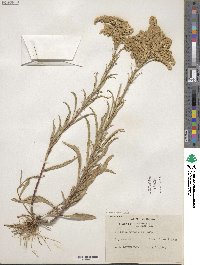 Solidago missouriensis image