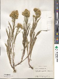 Solidago missouriensis image