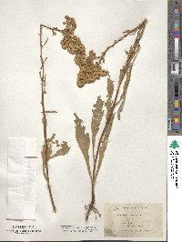 Solidago missouriensis image