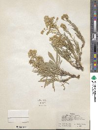 Solidago missouriensis image