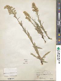 Solidago missouriensis image