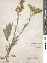 Solidago missouriensis image