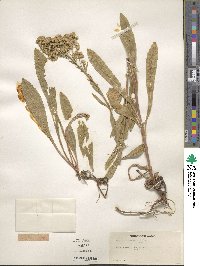 Solidago missouriensis image