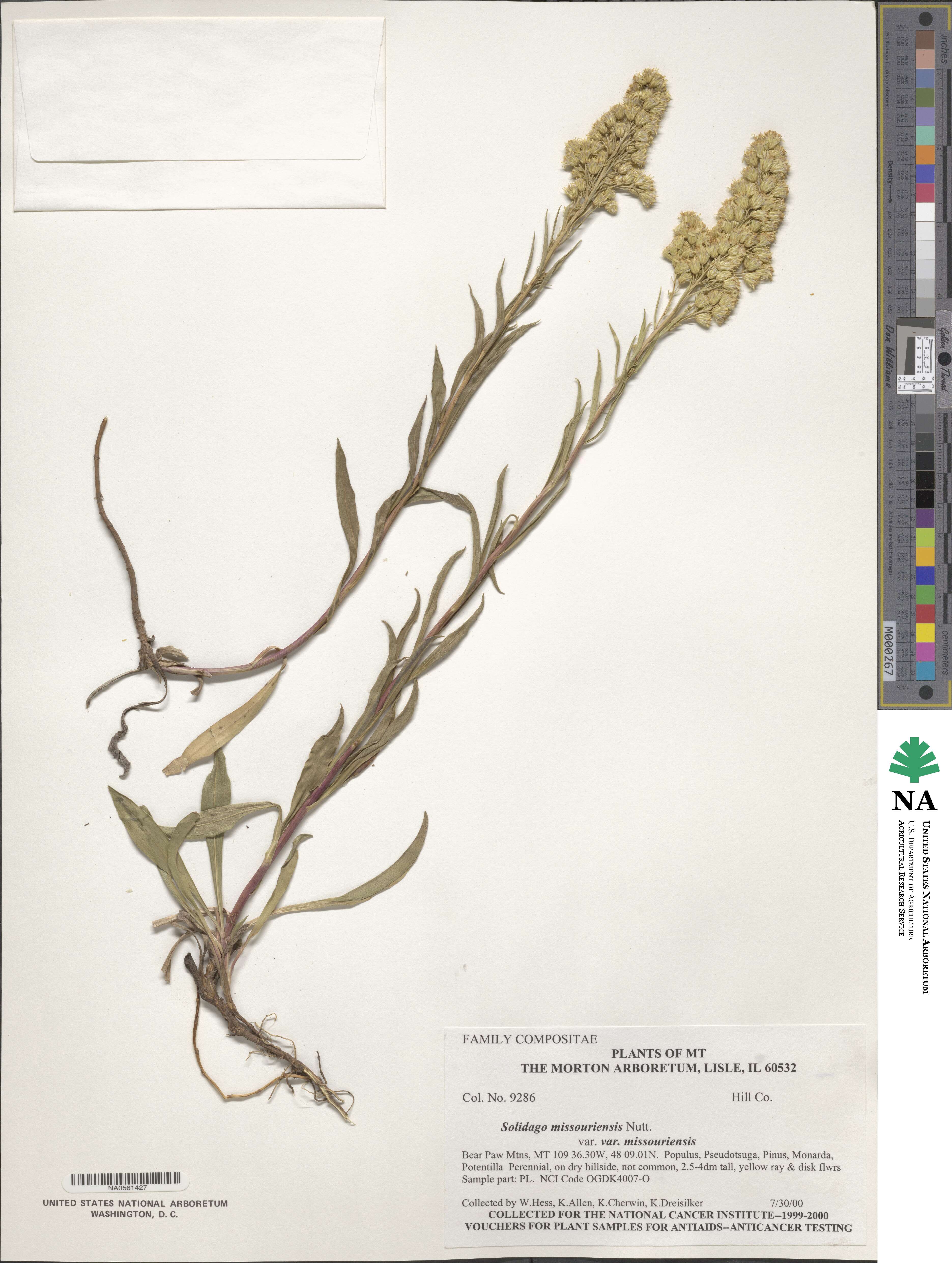 Solidago missouriensis image