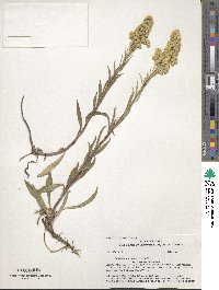 Solidago missouriensis image