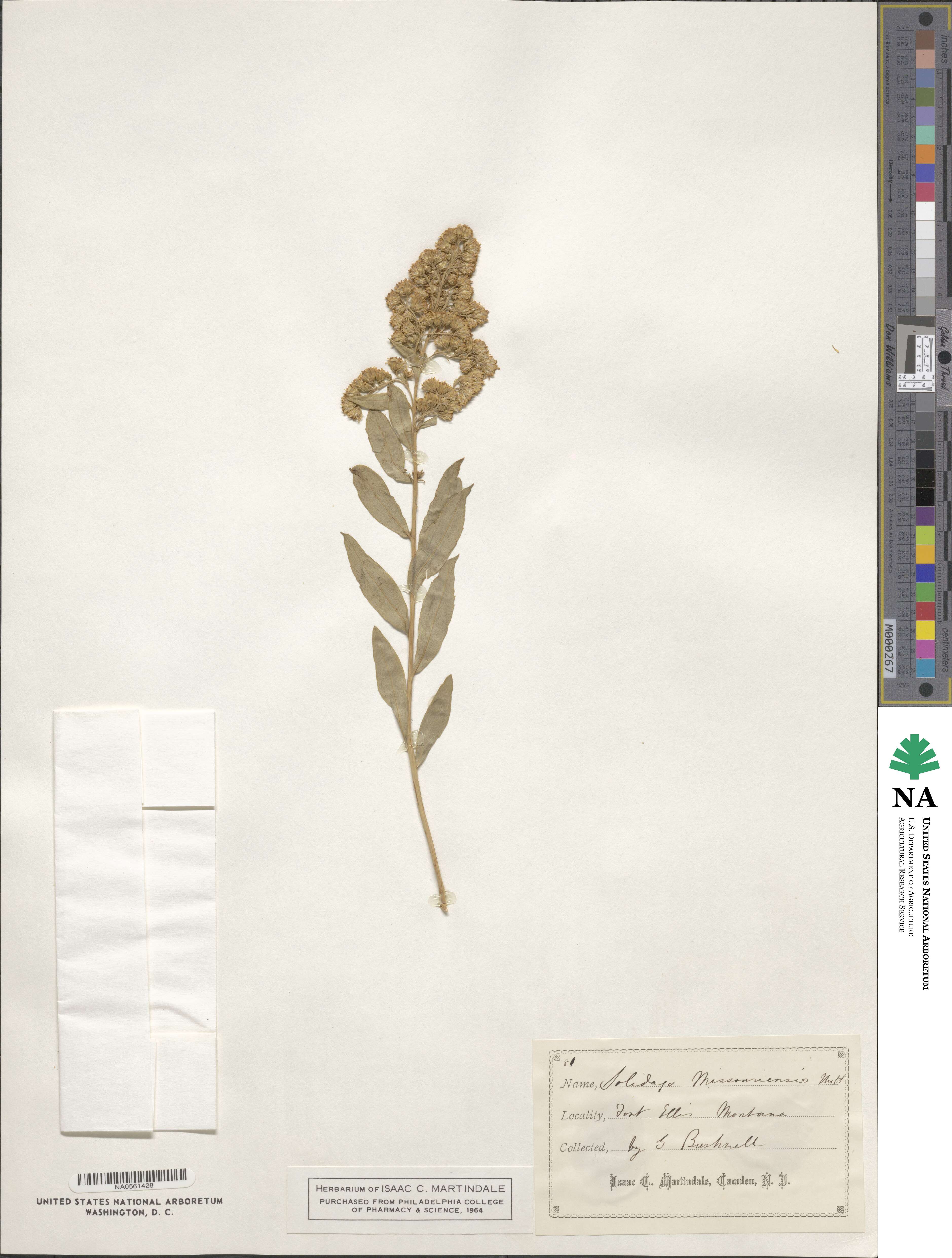 Solidago missouriensis image