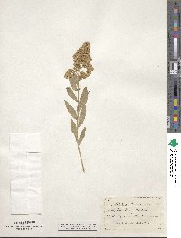 Solidago missouriensis image