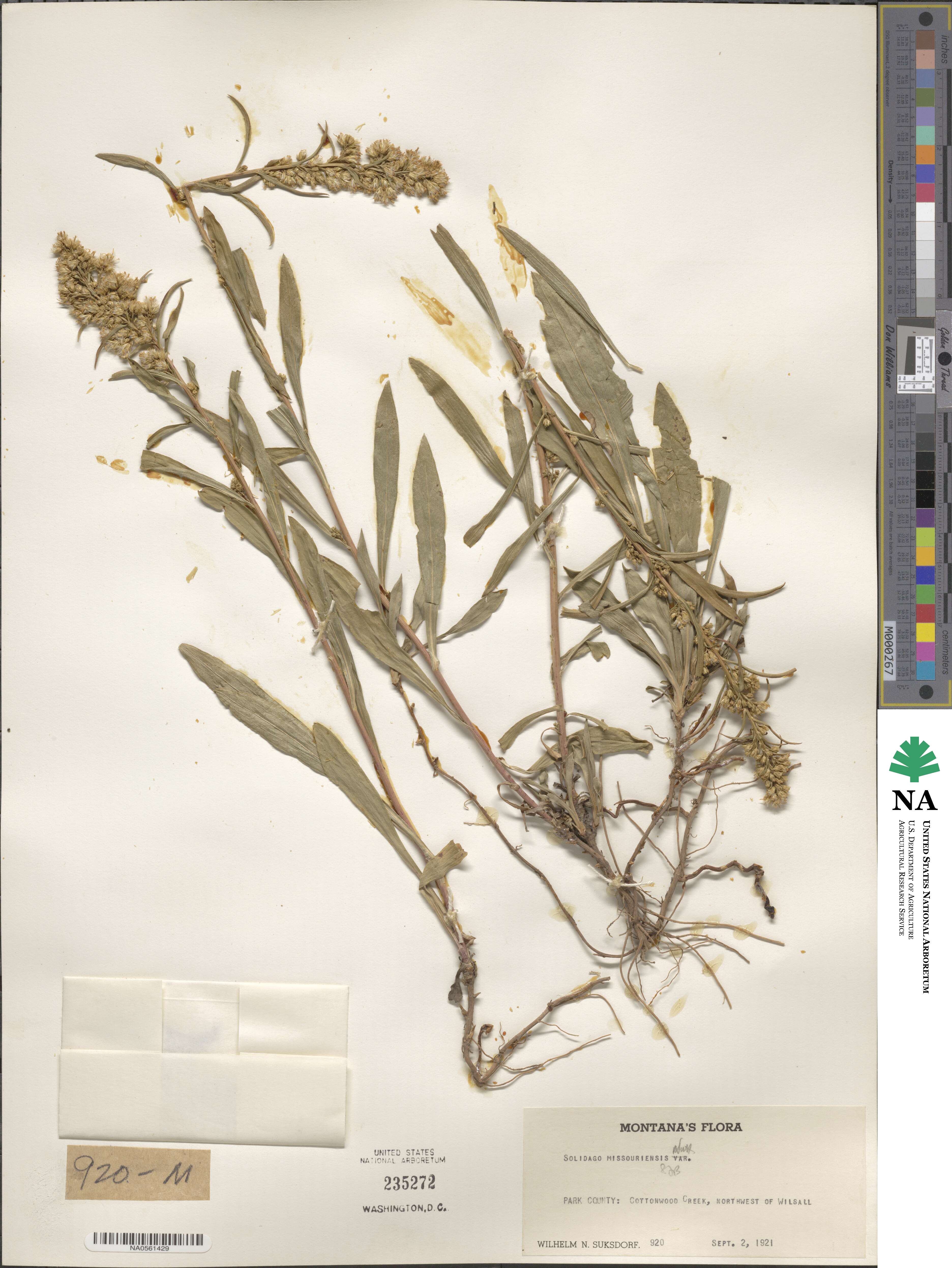 Solidago missouriensis image