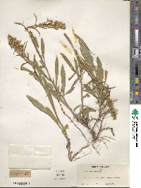 Solidago missouriensis image