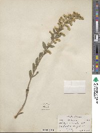 Solidago nemoralis image