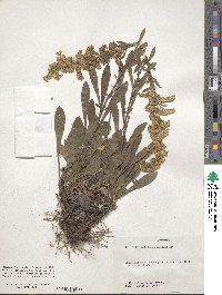 Solidago nemoralis image